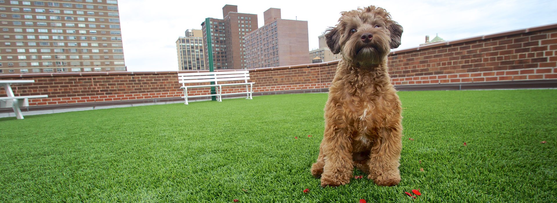 Dog on Top Turf pet turf